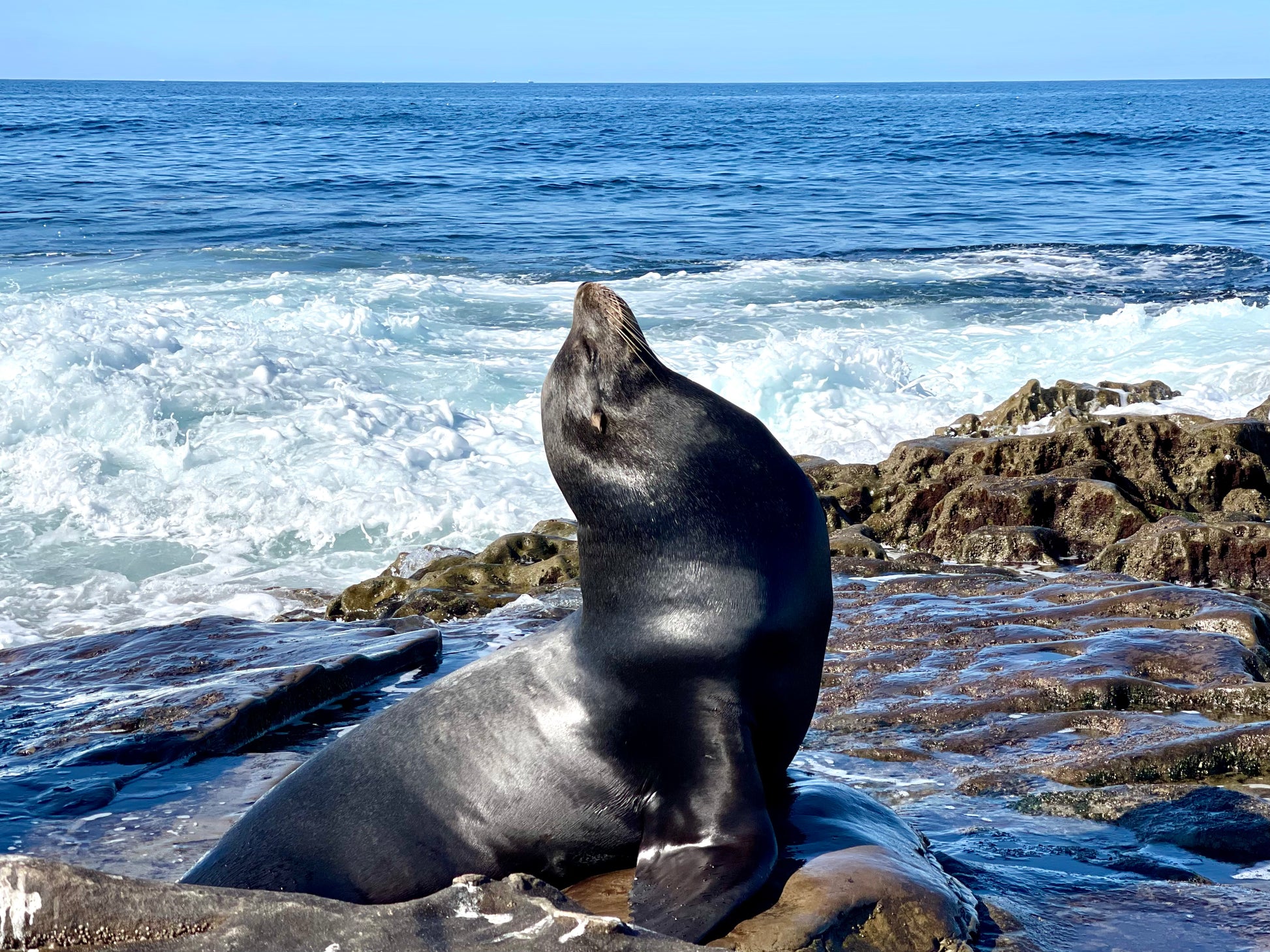 여구가 샌디에고 하루 투어, 미국인이 가장 살고 싶은 도시