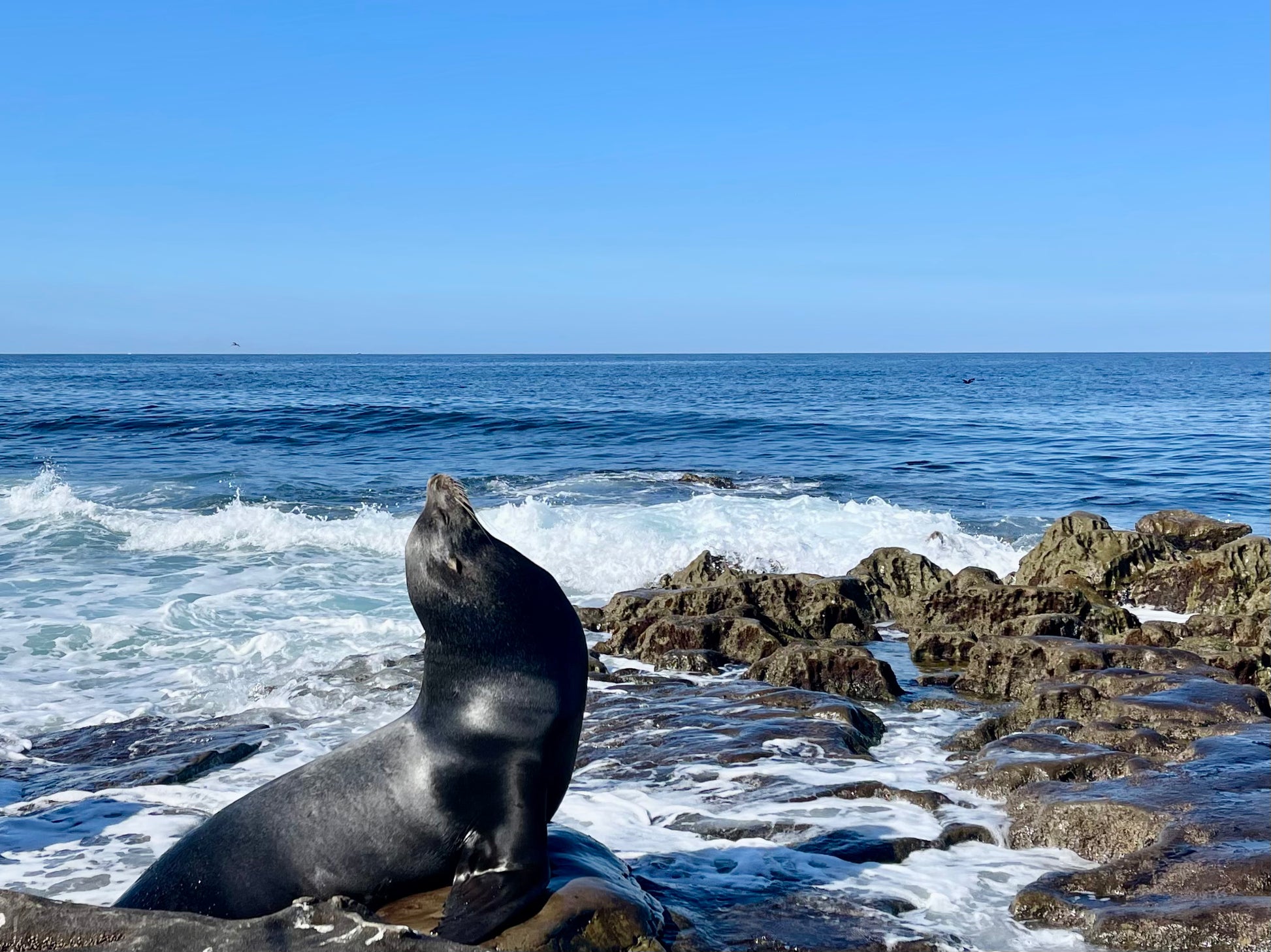 여구가 샌디에고 하루 투어, 미국인이 가장 살고 싶은 도시