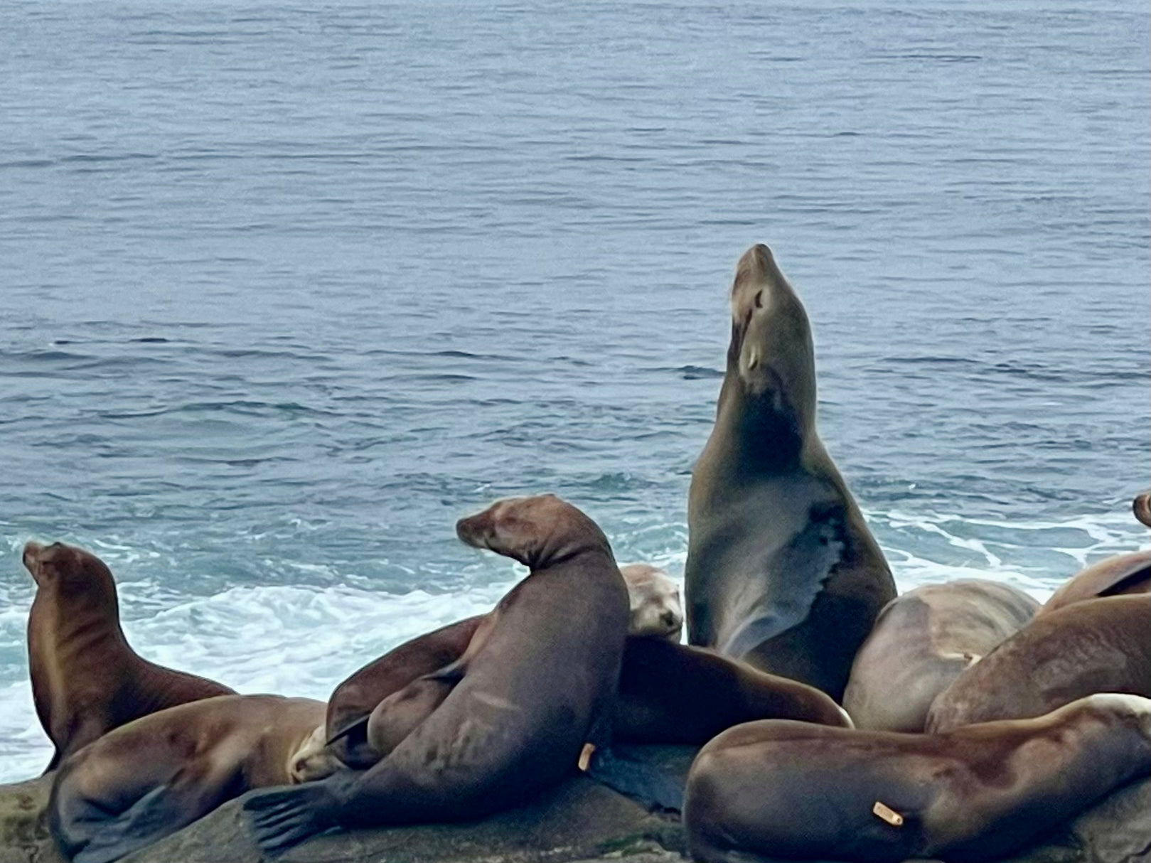 여구가 샌디에고 하루 투어, 미국인이 가장 살고 싶은 도시