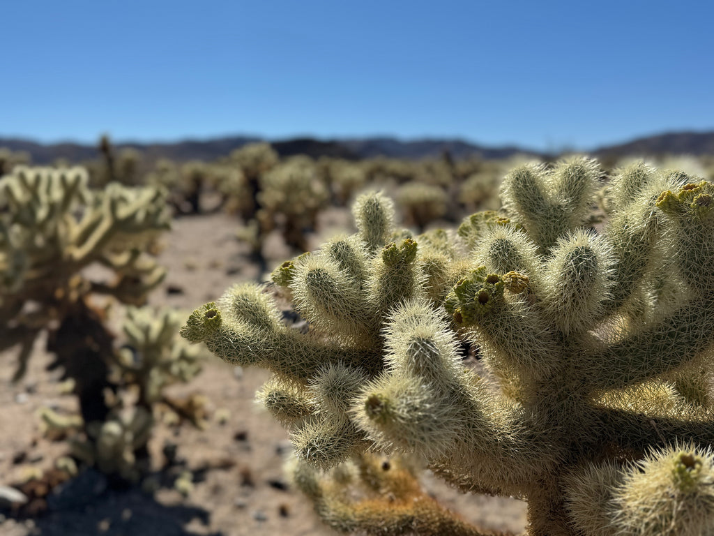 여구가 조슈아트리 별멍투어, 대자연속 BBQ 스테이크와 별사진